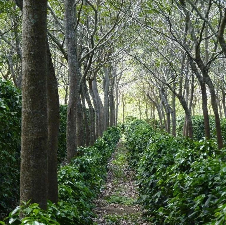 咖農(nóng)的一道光——The Shade Catalog，農(nóng)林復合經(jīng)營對咖啡種植業(yè)將產(chǎn)生怎樣的影響？