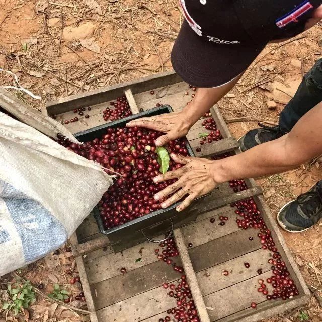 哥斯達(dá)黎加咖啡今年全球電子拍賣會(huì)上戰(zhàn)勝了巴西咖啡，創(chuàng)下了新的價(jià)格紀(jì)錄