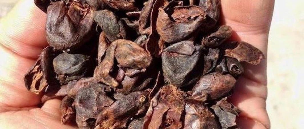咖啡果皮茶是什么？果皮竟然也可以喝？！！