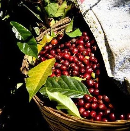 【哥斯達黎加 紅酒日曬處理】專題報告 | 咖啡工房研習課室