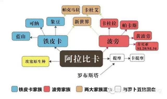 阿拉比卡咖啡豆家族成員關系吐血整理