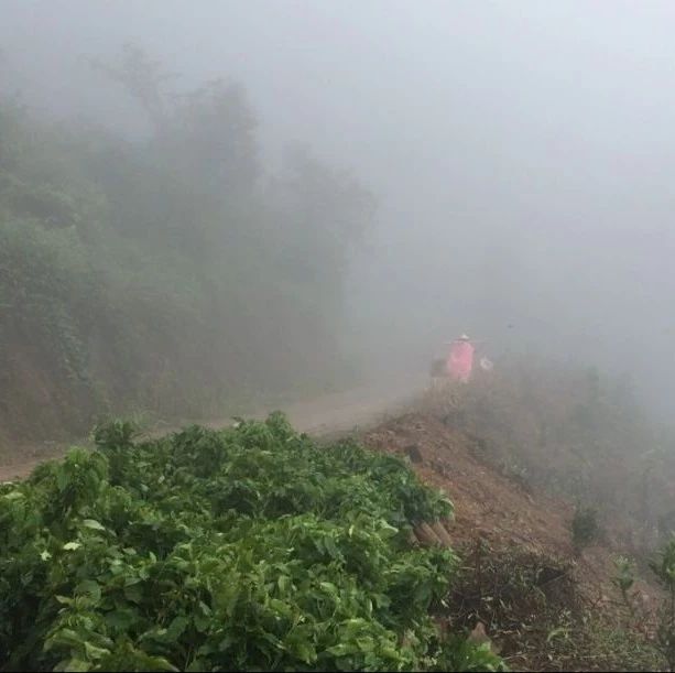 在迷霧中，前街咖啡為什么選擇了一條最難行的路