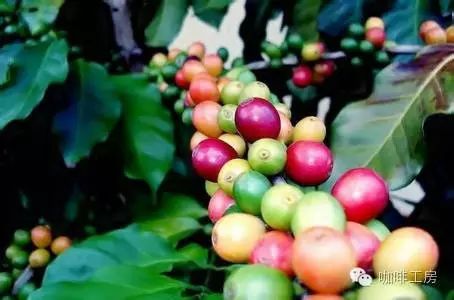 【精品咖啡】世界最頂級的咖啡莊園——茵赫特莊園