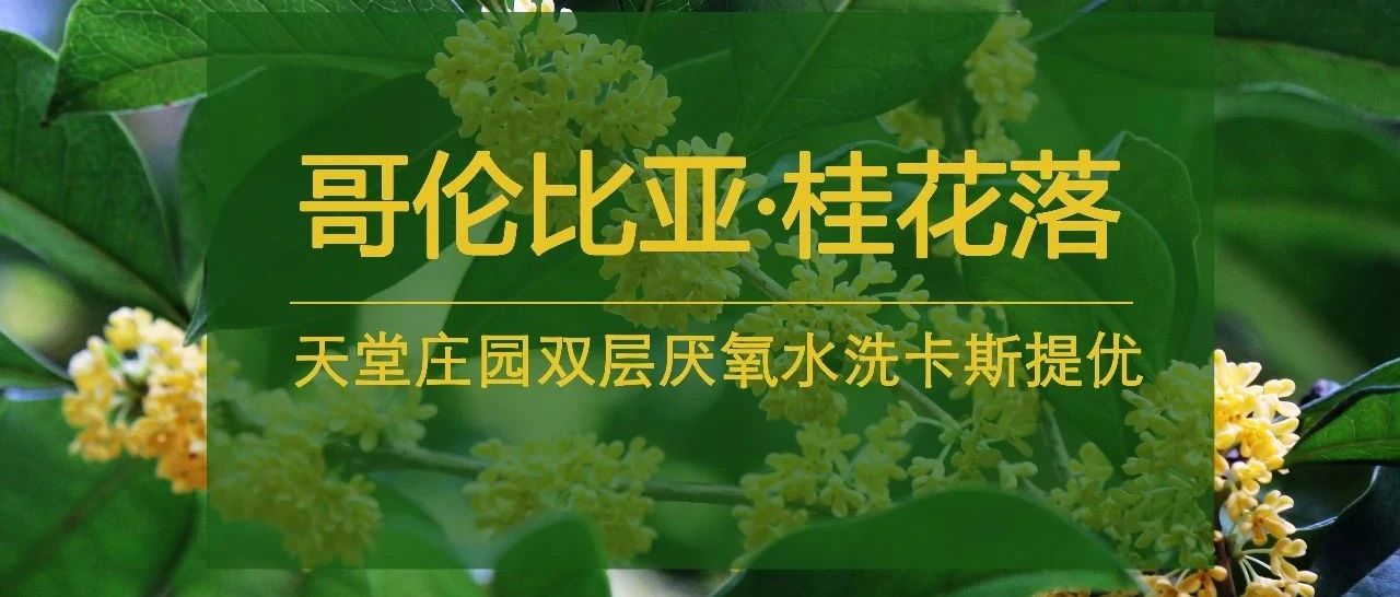 有桂花香的咖啡，誰不喜歡？(第包限時半價)