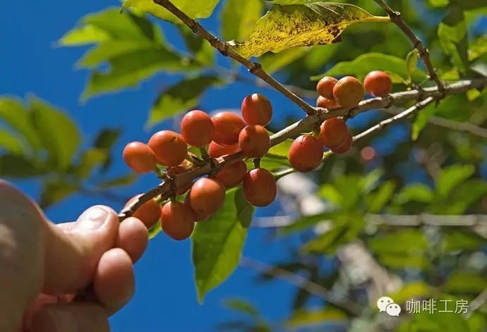 咖啡工房【薩爾瓦多半日曬紅波旁】精品咖啡豆