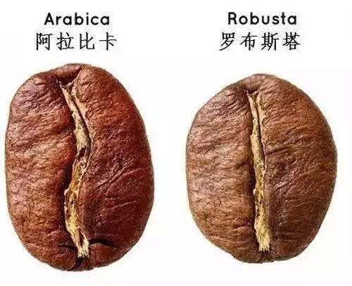 科普 | 阿拉比卡VS羅巴斯塔