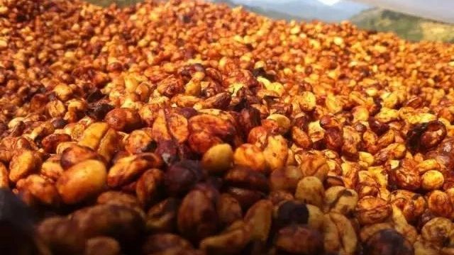 【日曬、水洗、蜜處理】不同的咖啡豆處理方法對咖啡的風(fēng)味有什么影響？