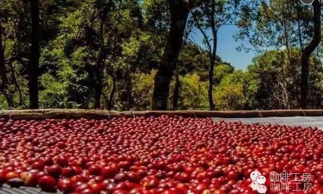 咖啡工房大詞典【危地馬拉酒香日曬】精品咖啡豆
