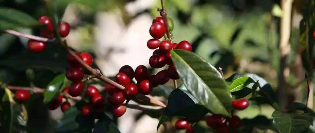 你喝過頂級的翡翠莊園瑰夏嗎？紅標(biāo)/綠杯/藍標(biāo)到底有啥區(qū)別？