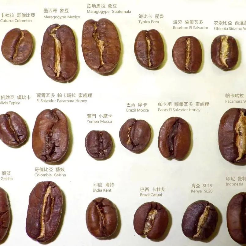 手沖達人必備的咖啡品種常識，看完分享