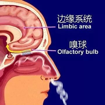 咖啡品鑒 | 品嘗咖啡的重要性感官訓練——嗅覺篇