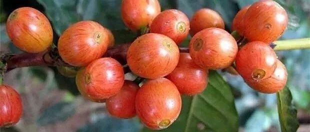 周五特惠 | 粉紅波旁 .折購(gòu)，不再為下周喝啥咖啡發(fā)愁了！