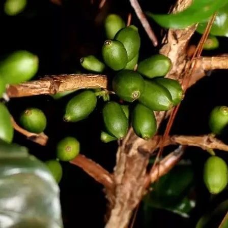 日常烘焙  |  帕卡馬拉風(fēng)味特性與烘焙調(diào)整思路分享