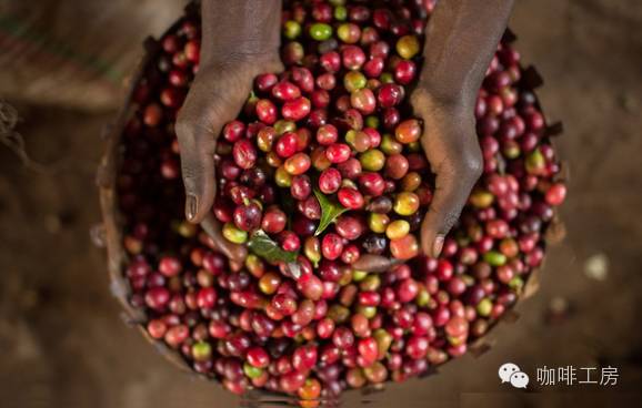 【咖啡常識】什么就Peaberry？什么是Longberry？