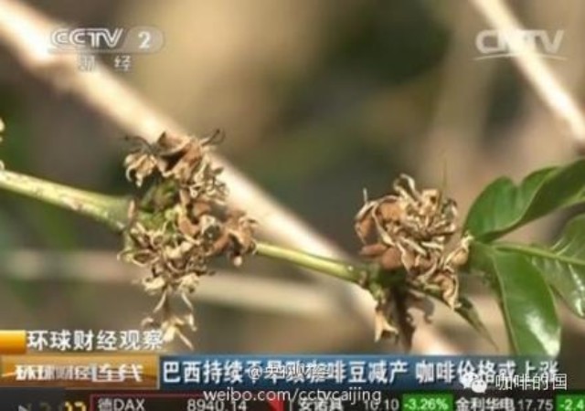 巴西持續(xù)干旱 咖啡大幅減產(chǎn)或致價格上漲??！