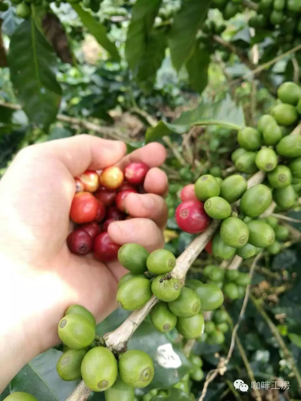 【咖啡常識】如何種植咖啡樹？咖啡樹的種植條件