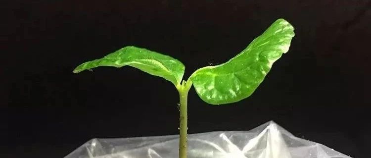 在自家種咖啡是怎樣的一種體驗？
