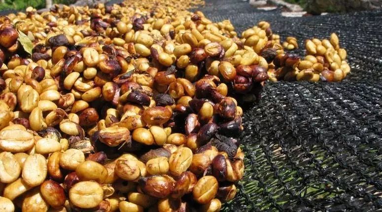 廣州 · 杯測分享會丨Papua New Guniea巴布亞新幾內(nèi)亞