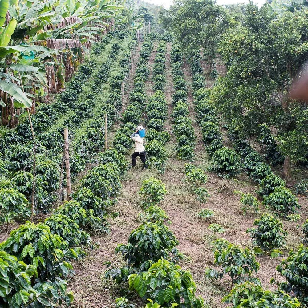 咖啡資訊 | 咖啡生豆市場價格波動帶來的不良后果