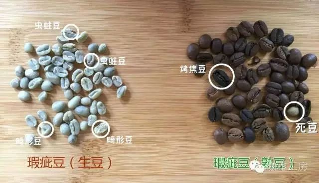 帶你認識咖啡瑕疵豆的世界