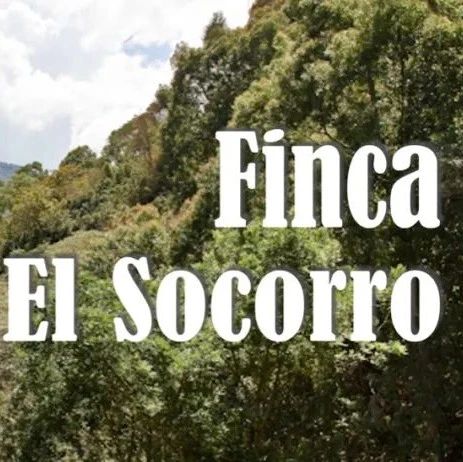 咖啡產(chǎn)區(qū)指南 | 新晉危地馬拉卓越杯冠軍——El Socorro