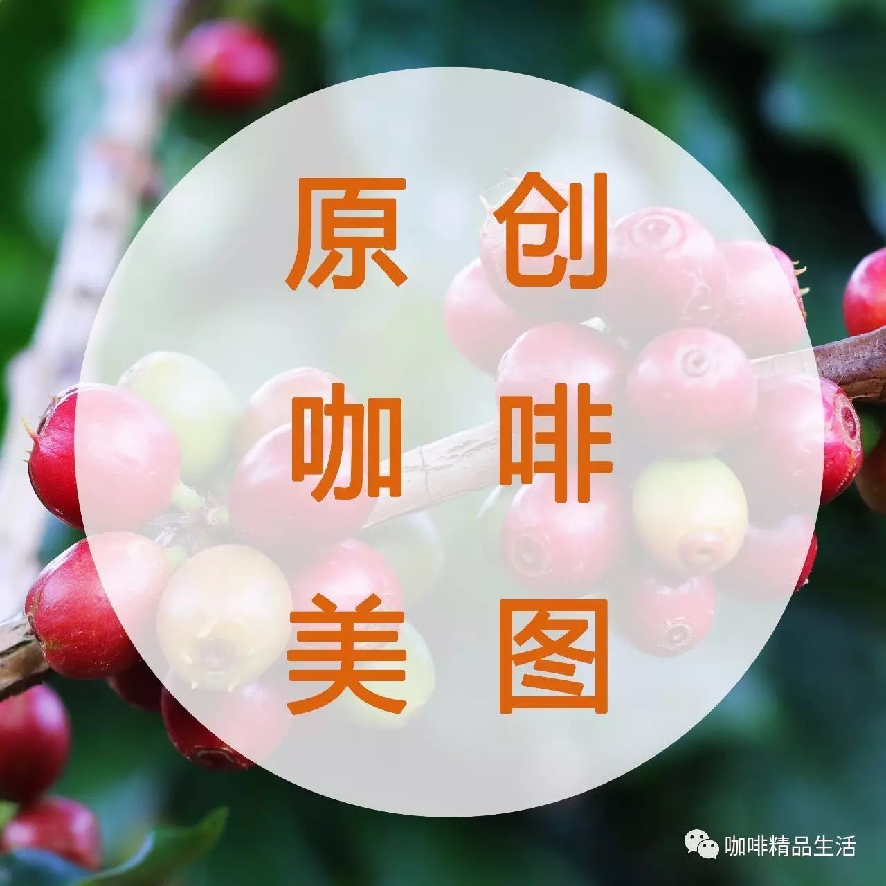 咖啡主題手機壁紙 | 咖啡花開的季節(jié)更想你