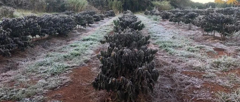 要聞>霜凍或使巴西咖啡減產億公斤