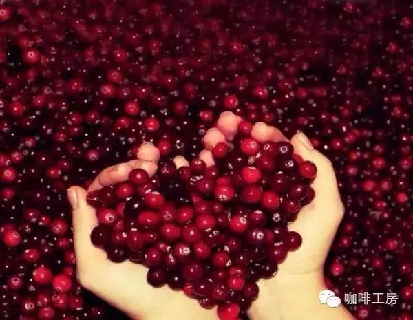 【咖啡常識(shí)】精品咖啡大家庭及九十+的傳奇背景