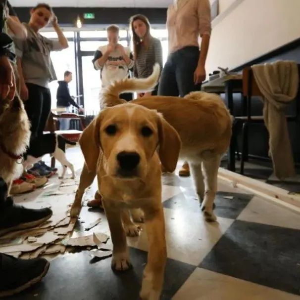 流浪犬咖啡館：不為賺錢，只為給流浪狗狗找到溫暖的家～
