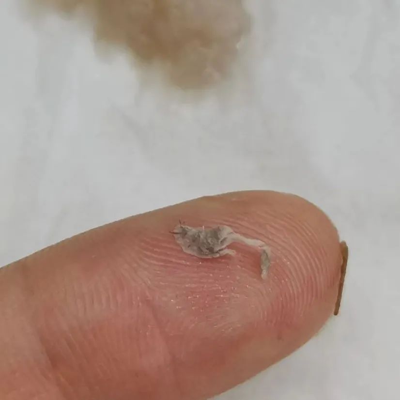 茶百道喝出“紙屑”和“樹枝”？？店家解釋那是番薯根！