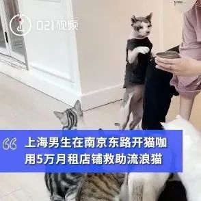 因這個原因，上海一男子月租萬開貓咖??！