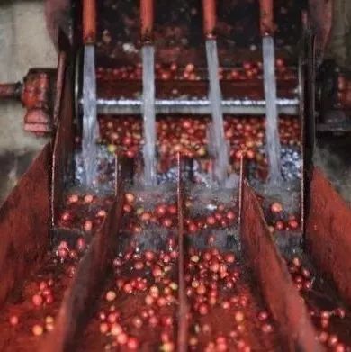 日曬、水洗、蜜處理等不同的生豆處理法會使咖啡產(chǎn)生什么樣的風(fēng)味呢？