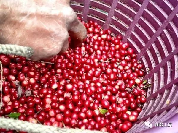 咖啡果如何變成咖啡豆的？ 秒看完薩爾瓦多咖啡豆加工全過程