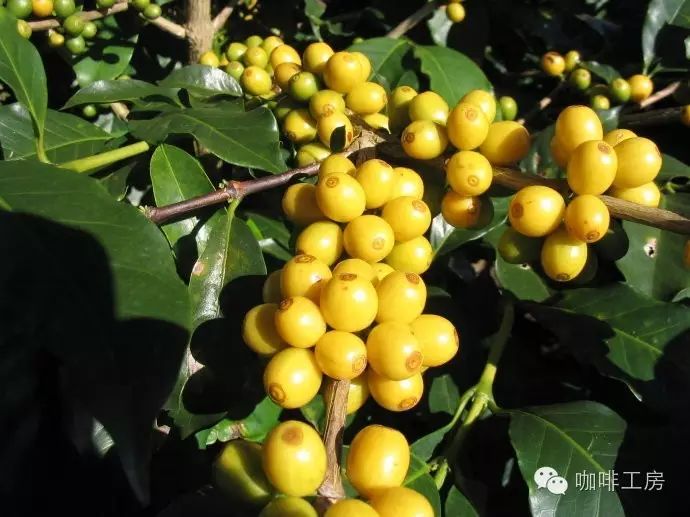 【咖啡常識(shí)】咖啡品種：Yellow Bourbon 黃波旁