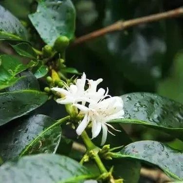 【危地馬拉安提瓜花神】專題報(bào)告 | 咖啡工房研習(xí)課室
