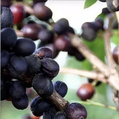 處理法 | 樹上干果干燥法 Tree Dry-Process