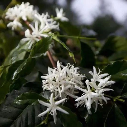 巴拿馬波奎特【蜜處理】瑰夏咖啡專題報告