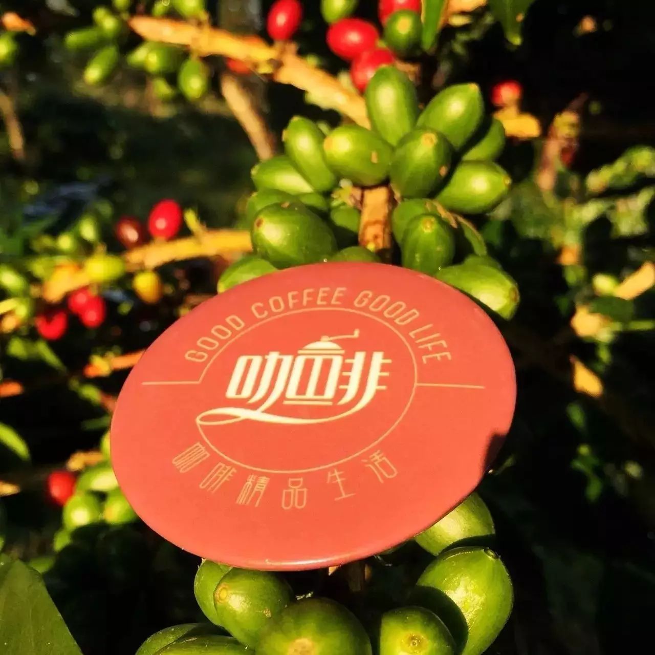 品咖啡，猜產(chǎn)地，贏莊園游！全民世界咖啡品鑒賽邀你來(lái)玩！