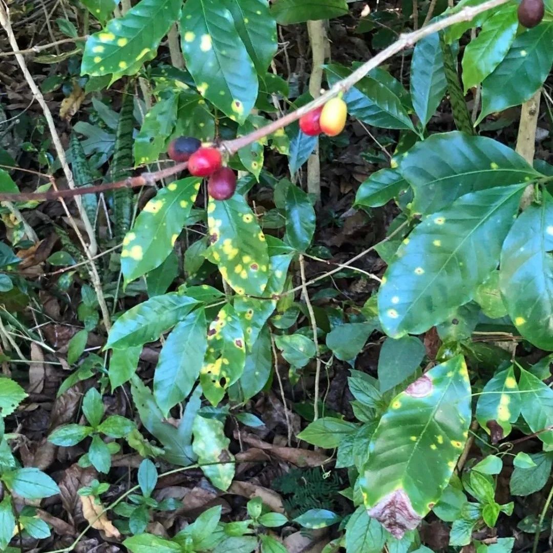 咖啡資訊 | 夏威夷州咖啡協(xié)會年度會議即將舉行，意在解決咖啡葉銹病