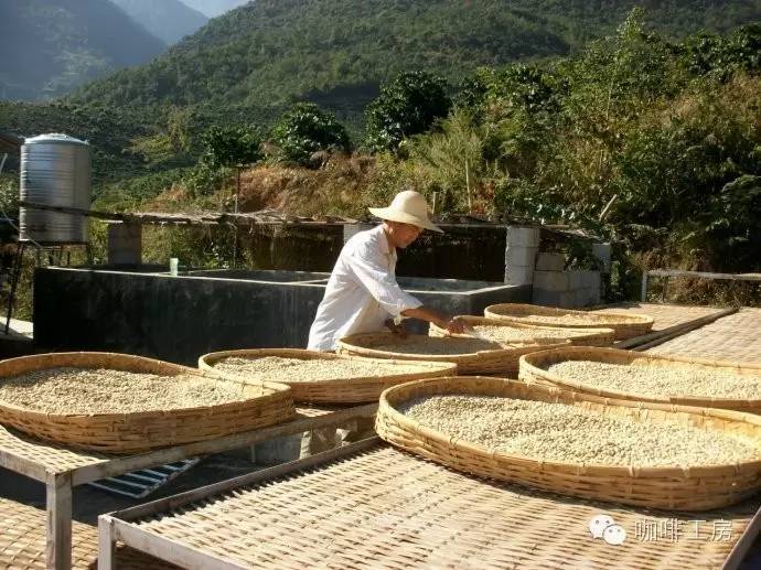 月 日國際咖啡期貨與精品咖啡豆價格