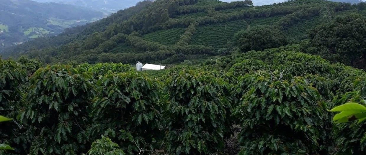 巴西進入收獲季了，新型冠狀病毒肺炎會對其產生什么影響呢？