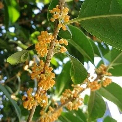 天堂莊園#桂花落.#來了，第包半價只在今天手慢無！