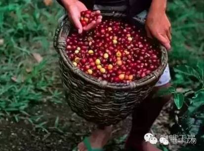 【咖啡產(chǎn)地】解讀世界十大精品咖啡原產(chǎn)地介紹