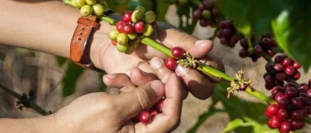 云南咖啡杯中國(guó)沖煮大賽分賽區(qū)指定豆信息表