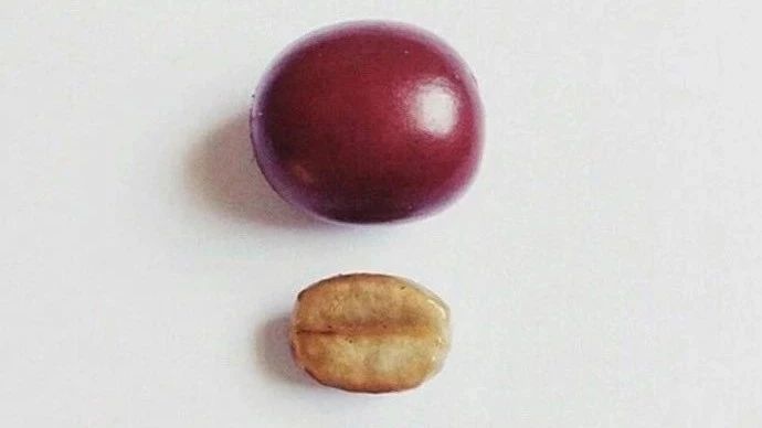 你猜？今年紅標(biāo)瑰夏是否能撩撥到咖啡人的G點(diǎn)