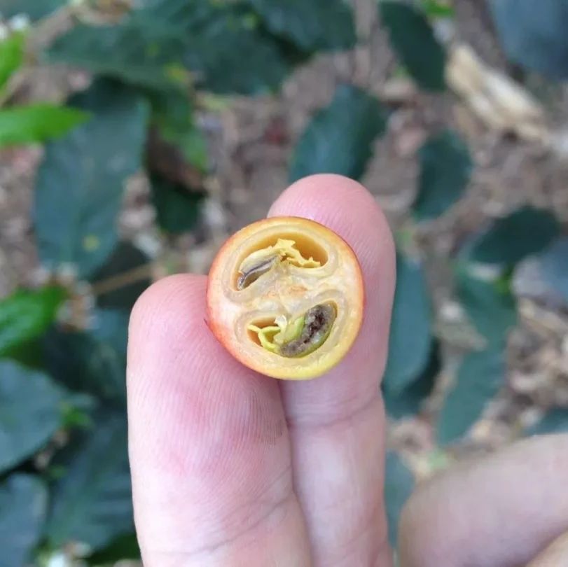 咖啡起源   咖啡傳播簡歷，我們認識的咖啡世界如此未知