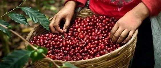 咖啡如何成為世界最受歡迎飲料？看完請分享！