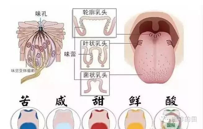 舌頭的第六種味覺(jué) --“肥”，你嘗過(guò)嗎？！