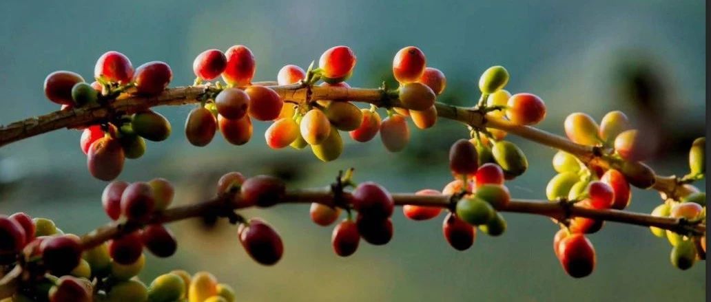 樹上干燥的咖啡，會更甜嗎？來喝下就知道了 :)