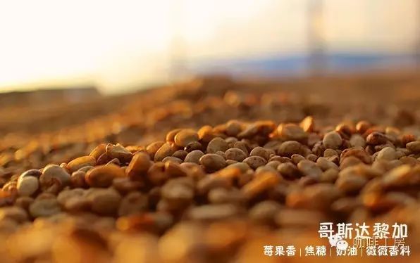 咖啡工房大詞典【哥斯達(dá)黎加黃蜜】精品咖啡豆